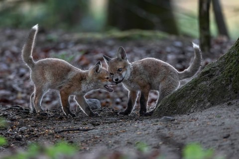The pointed milk teeth of red fox cubs (Vulpes vulpes) are replaced by the final set of teeth after