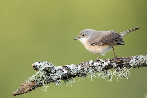 Subalpine Warbler (Sylvia cantillans) juvenile perched on a lichen branch, Andalusia, Spain