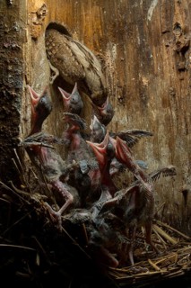 Eurasian Wryneck (Jynx torquilla) feeding chicks in nesting box, Saxony, Germany