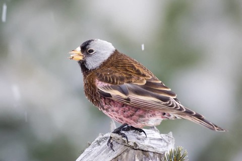 Gray-crowned Rosy-Finch Leucosticte tephrocotis littoralis Homer, Alaska, USA 1 March Adult