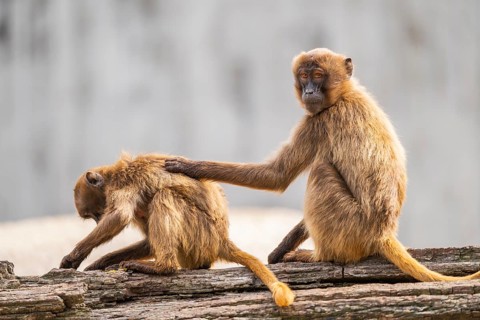 Gelada (Theropithecus gelada) sitting on an old tree trunk beside each other, captive, Germany