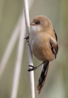Bearded Reedling (Panurus biarmicus) juvenile, Mecklenburg-Western, Pomerania, Germany