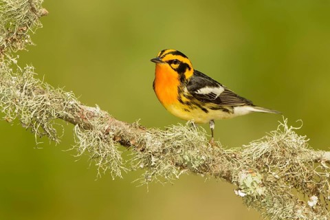 Blackburnian Warbler (Setophaga fusca) male, Texas, USA