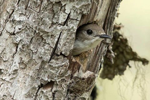 European Pied Flycatcher (Ficedula hypoleuca) female peering out from nesting hole, Dalarna, Sweden
