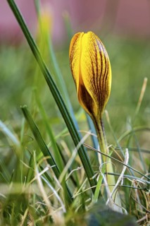 A yellow crocus stands out in the green grass in a close-up, crocus