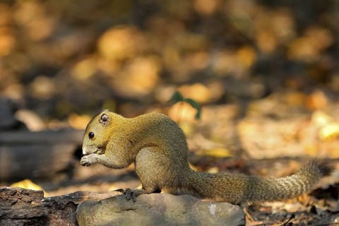 Graubauchhörnchen (Callosciurus caniceps) im Morgenlicht im Regenwald am Waldboden fressend, Kaeng