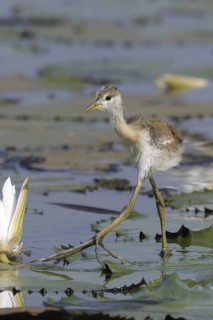 Bronze-winged Jacana (Metopidius indicus) juvenile, Goa, India