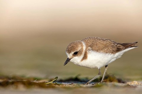 Animals, birds, plover, Kentish plover, (Charadrius alexandrinus), biotope, habitat, foraging, Barr