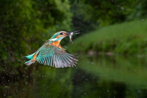 Kingfisher (Alcedo atthis) hunting, Vechta, Lower Saxony, Germany