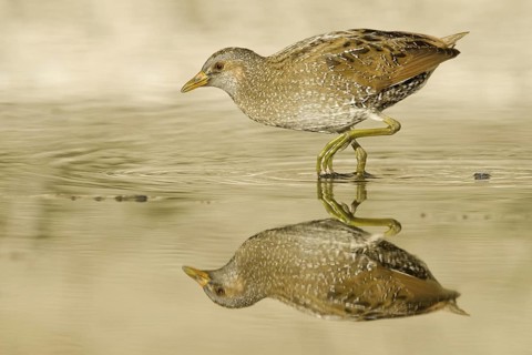 Spotted Crake (Porzana porzana) foraging, Liguria, Italy