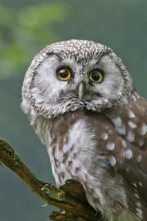 Boreal Owl (Aegolius funereus), Bavaria, Germany