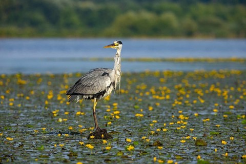 Grey heron (Ardea cinerea) in the midst of flowering water lilies Hungary