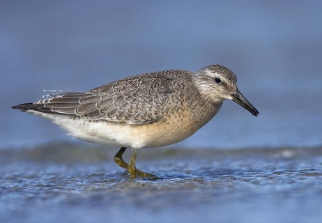 Red Knot (Calidris canutus) foraging, Mecklenburg-Western, Pomerania, Germany