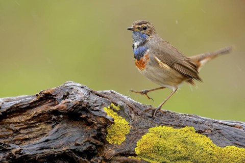 Bluethroat (Luscinia svecica cyanecula) male perched on mossy rock, Andalusia, Spain