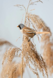 Bearded Reedling (Panurus biarmicus) male perched on reed, Piedmont, Italy