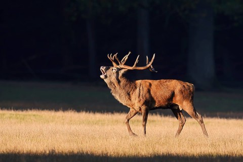 Red deer (Cervus elaphus), roaring in the rutting season, Arnsberg Forest, North Rhine-Westphalia,