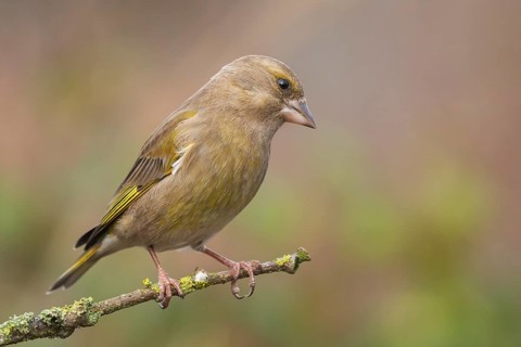European Greenfinch (Chloris chloris) female perched on a branch, Lower Saxony, Germany