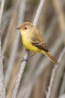 Warbling Doradito (Pseudocolopteryx flaviventris), Santo Domingo, Chile