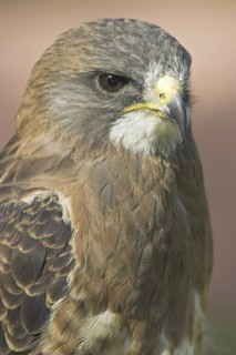 Swainson's Hawk (Buteo swainsoni), Alberta, Canada