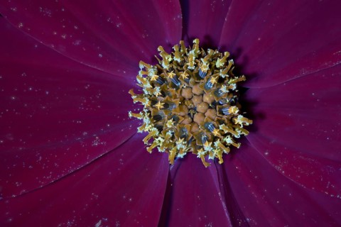 Ornamental basket (Cosmos bipinnatus), flower, UV light, Germany