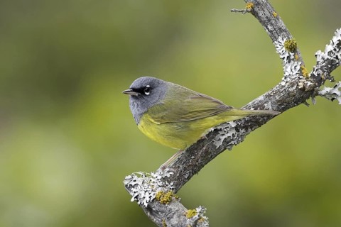 MacGillivray's Warbler (Geothlypis tolmiei), British Columbia, Canada