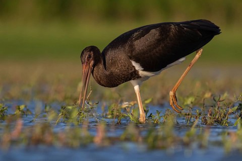 Black Stork (Ciconia nigra) juvenile foraging, Tiszaalpár, Hungary