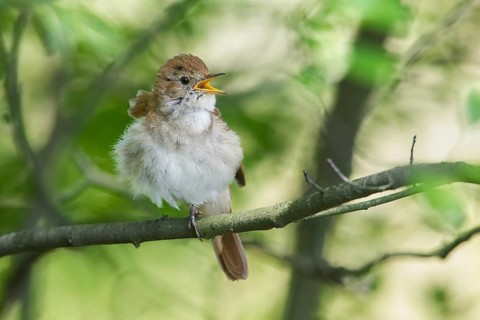Common Nightingale (Luscinia megarhynchos) male singing from a branch, Poland