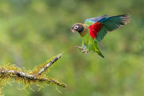 Brown-hooded Parrot (Pyrilia haematotis) flying in Costa Rica