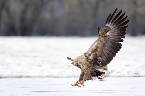 White-tailed Eagle (Haliaeetus albicilla) landing, Poland