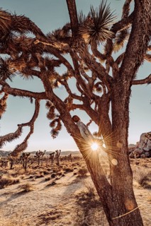 Woman at sunset in Joshua Tree National Park