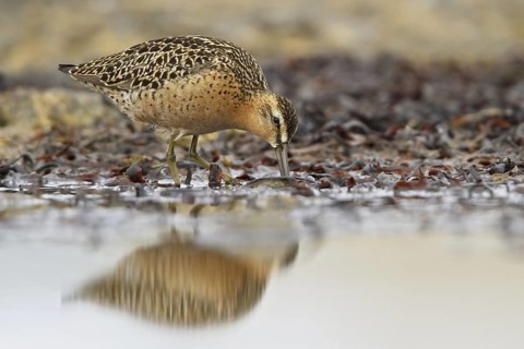Short-billed Dowitcher (Limnodromus griseus), Manitoba, Canada