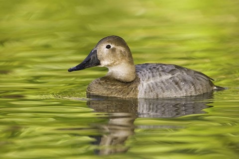 Canvasback (Aythya valisineria) female, Arizona, USA