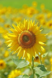 Sunflower (Helianthus annuus), flower in a sunflower field, Hesse, Germany