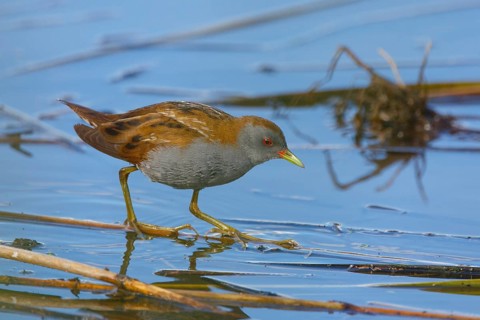 Little Crake (Porzana parva) male foraging, Greece