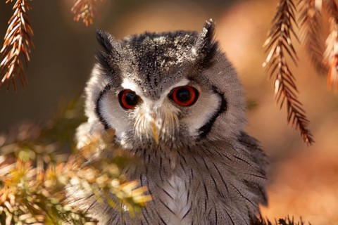 Southern White-faced Owl (Ptilopsis granti) captive, Germany