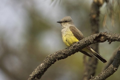 Western Kingbird (Tyrannus verticalis), British Columbia, Canada