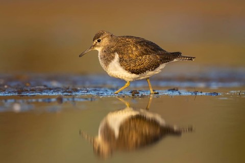 Common Sandpiper (Actitis hypoleucos), North Rhine-Westphalia, Germany