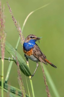 Bluethroat (Luscinia svecica cyanecula) male perched in reedbed with insect prey in beak,