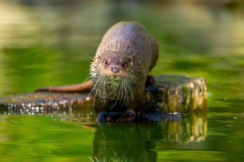 Eurasian otter (Lutra lutra) on a tree trunk in the water of a little lake, Bavaria, Germany
