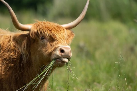 Highland cow or cattle (Bos taurus taurus) adult farm animal feeding or grazing on grass, England,