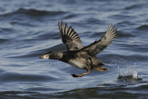 Surf Scoter (Melanitta perspicillata) female, New Jersey, USA