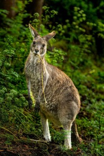 A kangaroo stands alert in a vibrant, lush forest in Victoria, Australia. Surrounded by dense