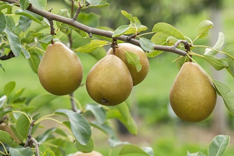 Pear (Pyrus communis 'Président Héron'), Bundessorteamt, Germany