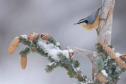Red-breasted Nuthatch (Sitta canadensis), Alaska, USA