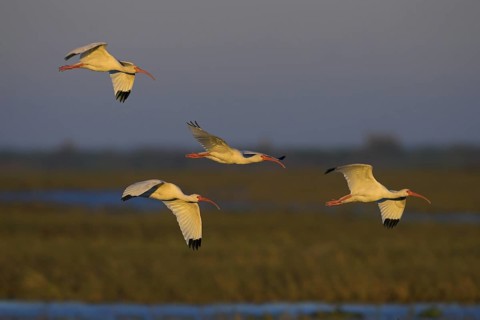 American White Ibis (Eudocimus albus) flying, Florida, USA