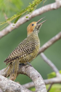 Fernandinas Flicker (Colaptes fernandinae) perched on a branch in Cuba