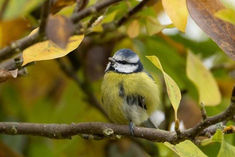 Blue tit (Cyanistes caeruleus) adult garden bird on a magnolia tree branch with autumn colour