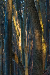 Dense forest in sunlight with mysterious, bluish shadows, constricting atmosphere, weak light,