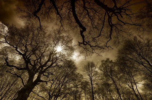 Primeval forest Urwald Sababurg, Hofgeismar, Weser Uplands, Weserbergland, Hesse, Germany