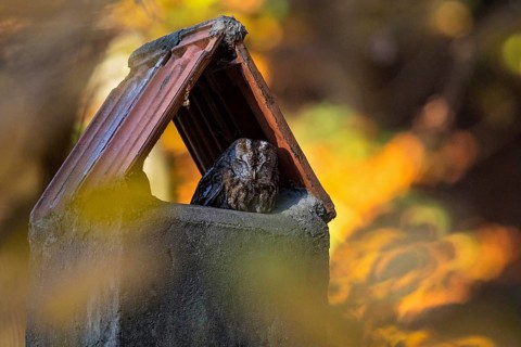 Tawny Owl (Strix aluco) resting in a chimney, Baden-Wuerttemberg, Germany